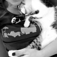 Tekir Kedi, Kedi  Luna fotoğrafı