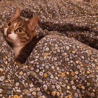 Tekir Kedi, Kedi  Luna fotoğrafı