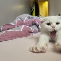 Scottish Fold, Kedi  bulut fotoğrafı