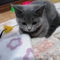 British Shorthair, Kedi  mia fotoğrafı