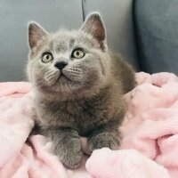 British Shorthair, Kedi  mia fotoğrafı