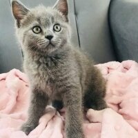 British Shorthair, Kedi  mia fotoğrafı