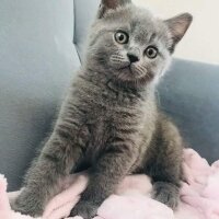 British Shorthair, Kedi  mia fotoğrafı