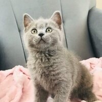 British Shorthair, Kedi  mia fotoğrafı