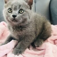 British Shorthair, Kedi  mia fotoğrafı