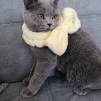 British Shorthair, Kedi  mia fotoğrafı