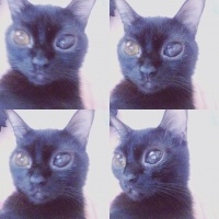 Bombay, Kedi  Kurt fotoğrafı
