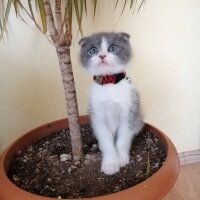 Scottish Fold, Kedi  duman fotoğrafı