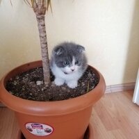 Scottish Fold, Kedi  duman fotoğrafı