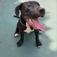 Amerikan Pitbull Terrier, Köpek  Sirius fotoğrafı