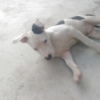 Dogo Arjantin, Köpek  rex fotoğrafı