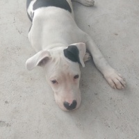 Dogo Arjantin, Köpek  rex fotoğrafı
