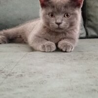 British Shorthair, Kedi  Müezza fotoğrafı