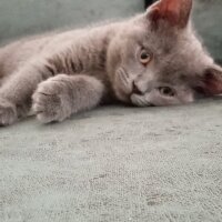 British Shorthair, Kedi  Müezza fotoğrafı