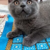 British Shorthair, Kedi  Müezza fotoğrafı