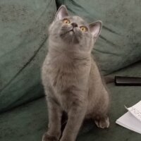 British Shorthair, Kedi  Müezza fotoğrafı