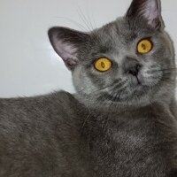 British Shorthair, Kedi  Müezza fotoğrafı