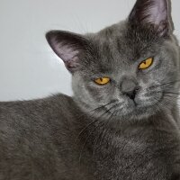 British Shorthair, Kedi  Müezza fotoğrafı