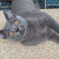 British Shorthair, Kedi  Müezza fotoğrafı