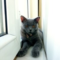 British Shorthair, Kedi  Müezza fotoğrafı