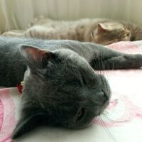 British Shorthair, Kedi  Müezza fotoğrafı