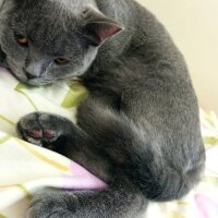 British Shorthair, Kedi  Müezza fotoğrafı