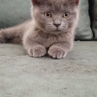 British Shorthair, Kedi  Müezza fotoğrafı