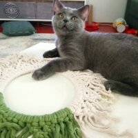 British Shorthair, Kedi  Müezza fotoğrafı