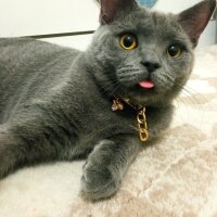 British Shorthair, Kedi  Müezza fotoğrafı