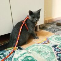 British Shorthair, Kedi  Müezza fotoğrafı