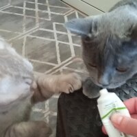 British Shorthair, Kedi  Müezza fotoğrafı