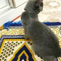 British Shorthair, Kedi  Müezza fotoğrafı