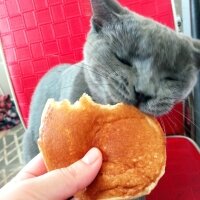 British Shorthair, Kedi  Müezza fotoğrafı