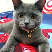 British Shorthair, Kedi  Müezza fotoğrafı