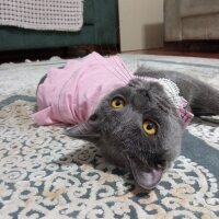 British Shorthair, Kedi  Müezza fotoğrafı