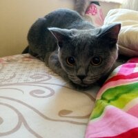 British Shorthair, Kedi  Müezza fotoğrafı