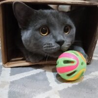 British Shorthair, Kedi  Müezza fotoğrafı