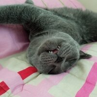 British Shorthair, Kedi  Müezza fotoğrafı