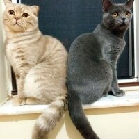 British Shorthair, Kedi  Müezza fotoğrafı