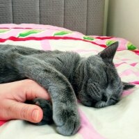 British Shorthair, Kedi  Müezza fotoğrafı