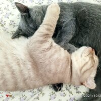 British Shorthair, Kedi  Müezza fotoğrafı