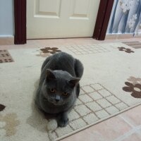 British Shorthair, Kedi  Müezza fotoğrafı