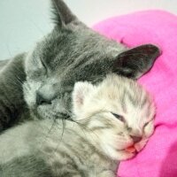 British Shorthair, Kedi  Müezza fotoğrafı