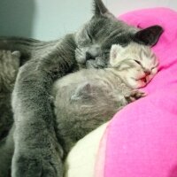 British Shorthair, Kedi  Müezza fotoğrafı