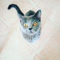 British Shorthair, Kedi  Müezza fotoğrafı