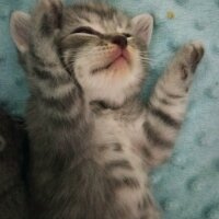 British Shorthair, Kedi  Müezza fotoğrafı