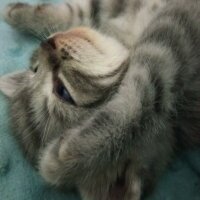 British Shorthair, Kedi  Müezza fotoğrafı