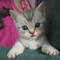 British Shorthair, Kedi  Müezza fotoğrafı