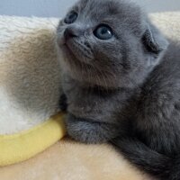 British Shorthair, Kedi  Müezza fotoğrafı