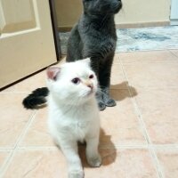 British Shorthair, Kedi  Müezza fotoğrafı